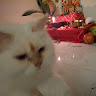 Peehu