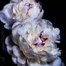 Angel Rose
