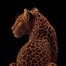 Shreya
