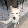 Laci
