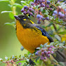ROBIN