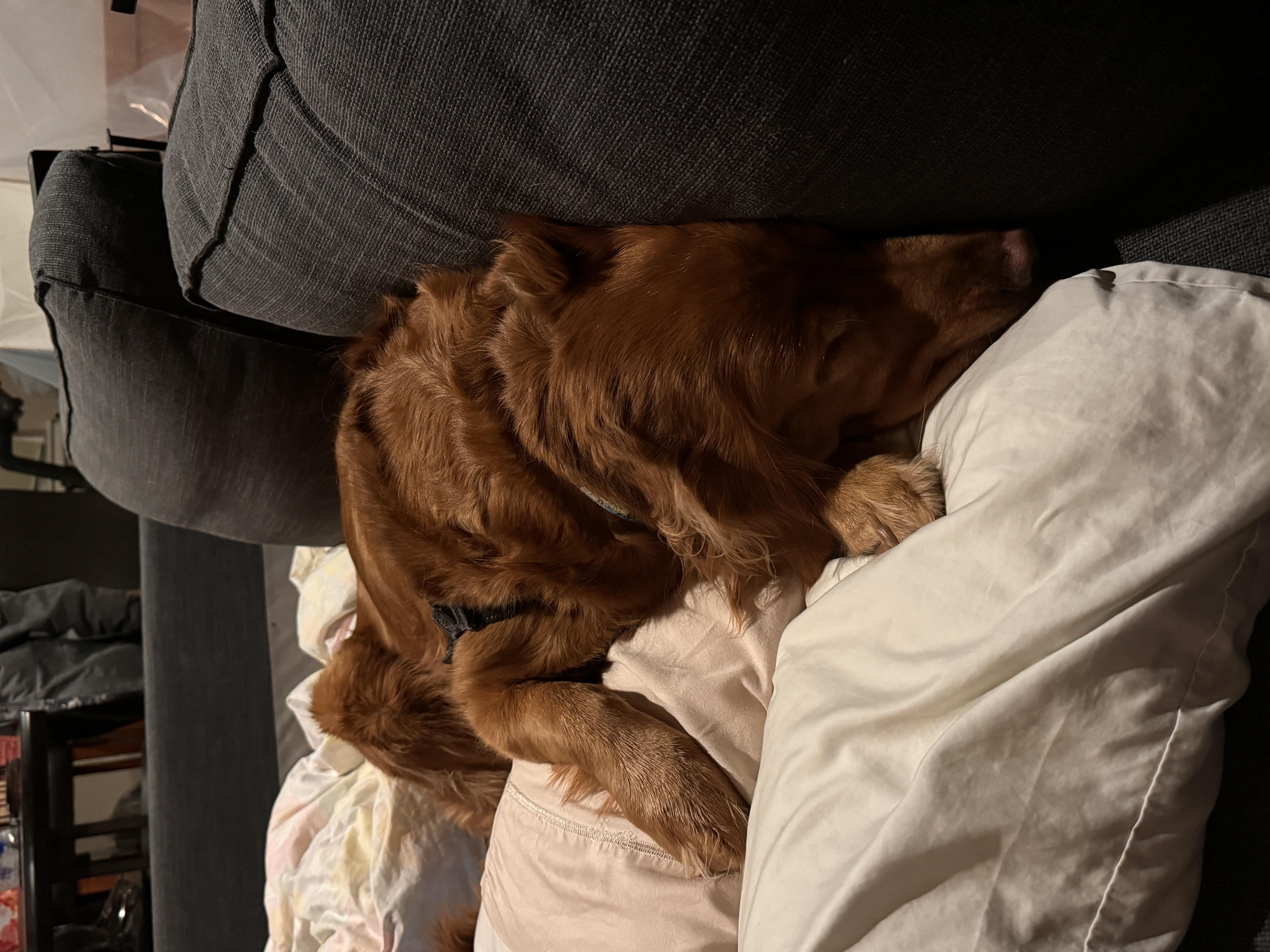 Molly