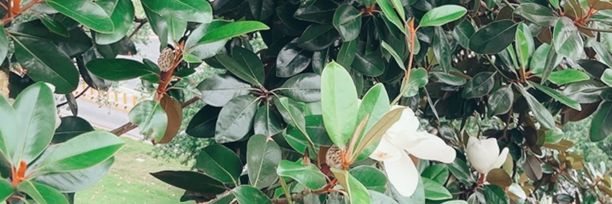 Magnolia Gatlin cover photo