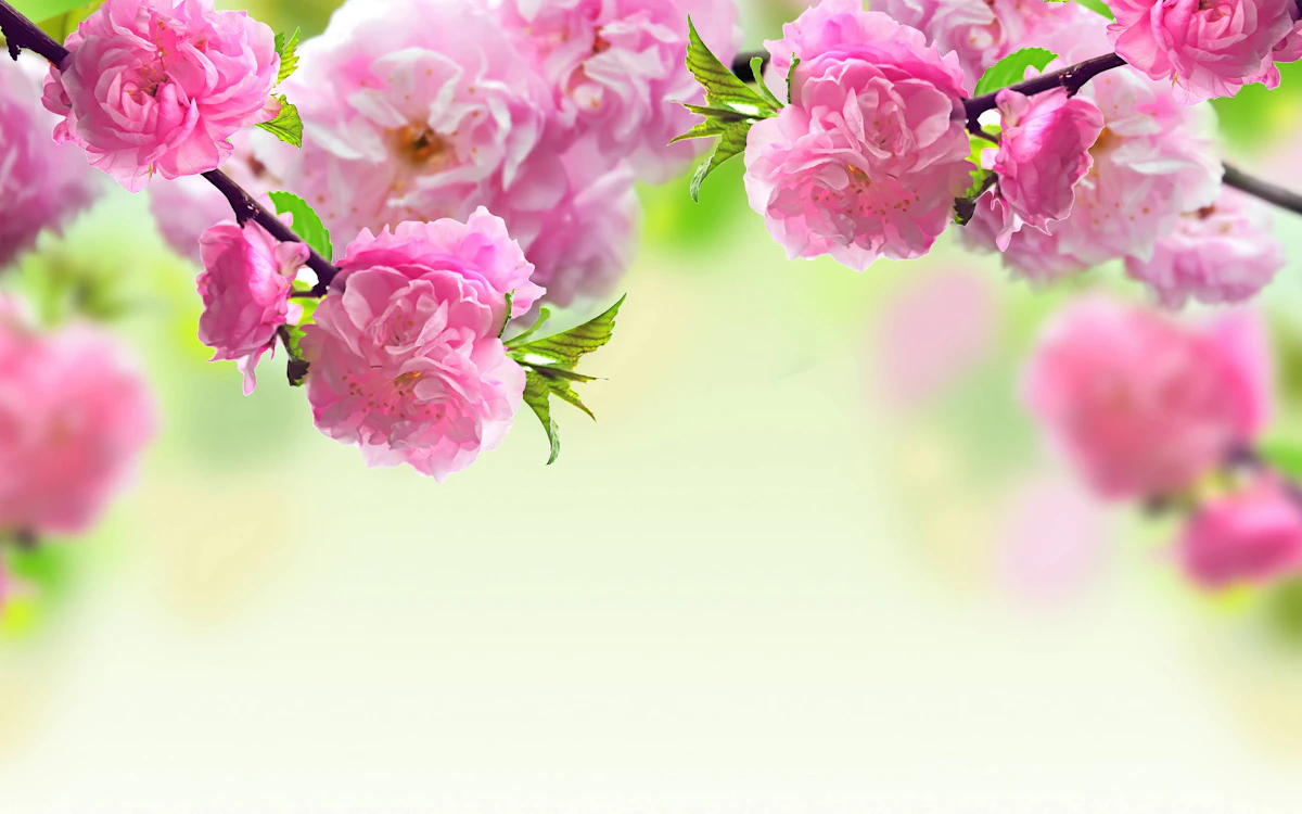 Kayla Hicks cover photo